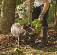 A man with a tattooed hand feeds leaves to a pig